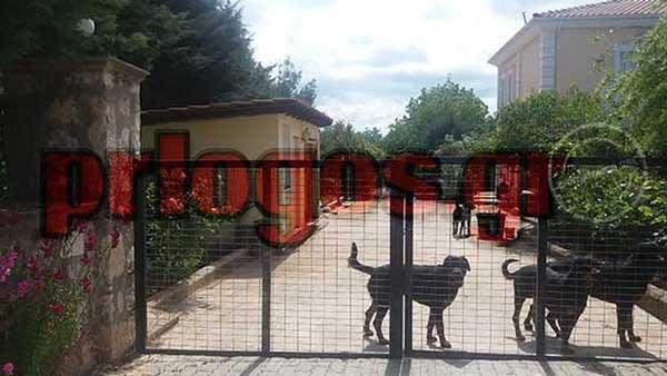 Αρνητικές οι εργαστηριακές εξετάσεις των ροτβάιλερ-Δεν νοσούν τα 8 σκυλιά