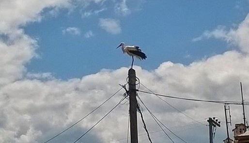 Πελαργός στη Σιάτιστα!