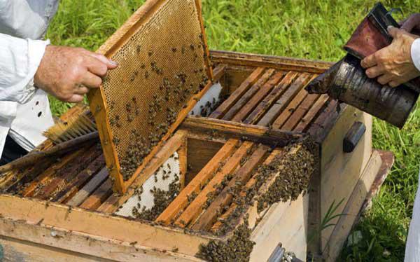 Κυψέλες Διαχείμασης _ Δικαιούχοι των Δράσεων 3.1 Αντικατάσταση κυψελών & 3.2 Νομαδικής μελισσοκομίας