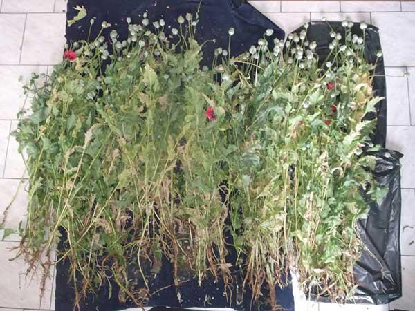 Σύλληψη στην Πτολεμαΐδα για ναρκωτικά – Κατασχέθηκαν διακόσια σαράντα οκτώ (248) φυτά παπαρούνας