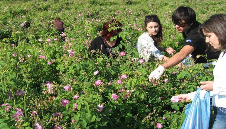 Συνεταιρισμός Αρωματικών και Φαρμακευτικών Φυτών: κάλεσμα σε ενδιαφερόμενους καλλιεργητές