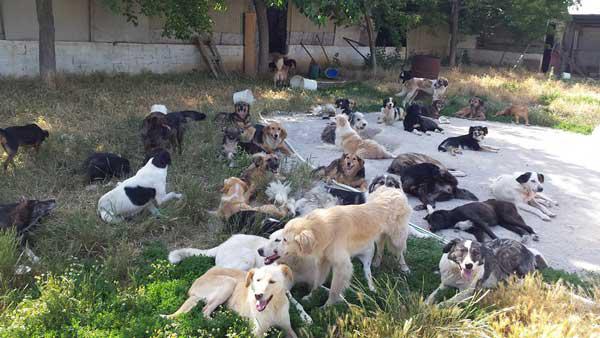 Επιστολή διαμαρτυρίας των ανθρώπων της Τέχνης για την “επίθεση” που δέχθηκαν οι εθελοντές φιλοζωικών σωματείων στην Κοζάνη