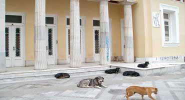 Συνάντηση του Δημάρχου Κοζάνης με την πρόεδρο της Πανελλαδικής Φιλοζωικής Ομοσπονδίας (video)