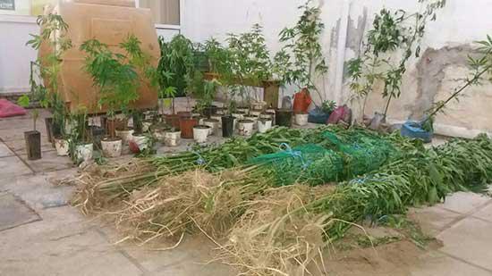Εντοπίστηκε φυτεία δενδρυλλίων κάνναβης σε περιοχή της Φλώρινας