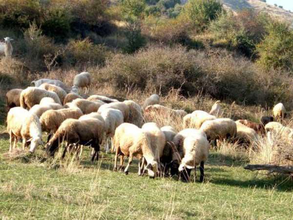 Πρόσληψη κτηνίατρου στον Κτηνοτροφικό Συνεταιρισμό Αιγοπροβατοτροφίας περιοχής Αμυνταίου