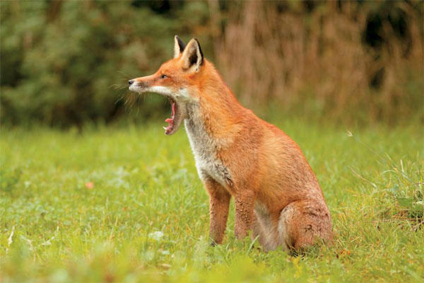 Εμβολιασμός των κόκκινων αλεπούδων έναντι του ιού της λύσσας από αέρος με εμβολιακά δολώματα για το Φθινόπωρο 2022