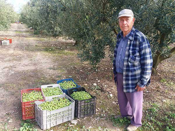 Στο ζενίθ η συγκομιδή της βρώσιμης ελιάς στα Ίμερα Κοζάνης