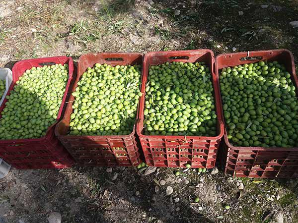 Πλούσια η συγκομιδή για την πράσινη ελιά Ιμέρων –Θετικότατα τα μηνύματα και για την παραγωγή ελαιολάδου