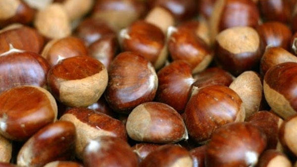 Καστανογιορτή στον Πεντάλοφο Κοζάνης