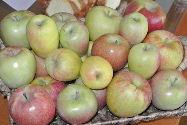 Μειωμένη φέτος κατά 70% η παραγωγή μήλων στην Καστοριά