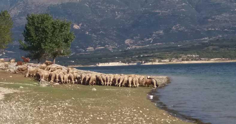 Τα λιόδεντρα των Ιμέρων δίπλα στη λίμνη Πολυφύτου