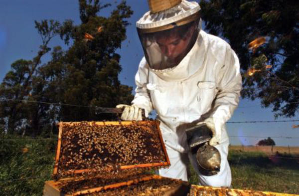 Προστασία μελισσιών από τους ψεκασμούς