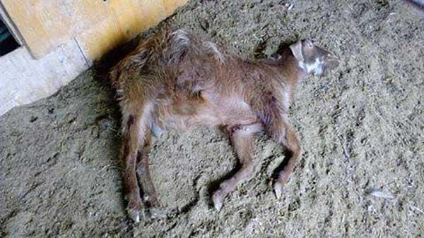 110 κατακρεουργημένα ζώα στα Πετρανά από επιθέσεις αδέσποτων σκύλων