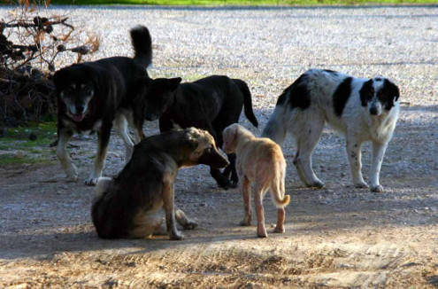 Καταγγελία αναγνώστη για τα αδέσποτα σκυλιά στα γυμνάσια προς τον Κρόκο