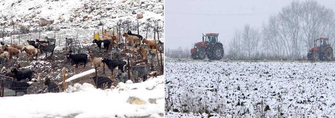 Δυτική Μακεδονία: Ανησυχία για καταστροφές σε φυτική και ζωική παραγωγή εκφράζουν αγρότες και κτηνοτρόφοι