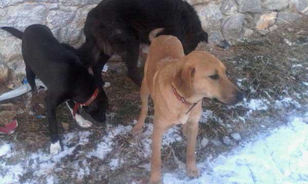 Δήμος Βοϊου: Έκκληση για υιοθέτηση σκύλων