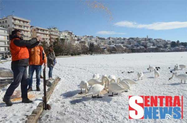 Τάισαν με 200 κιλά καλαμπόκι τα πτηνά της παγωμένης λίμνης Καστοριάς οι κυνηγοί του Άργους Ορεστικού!