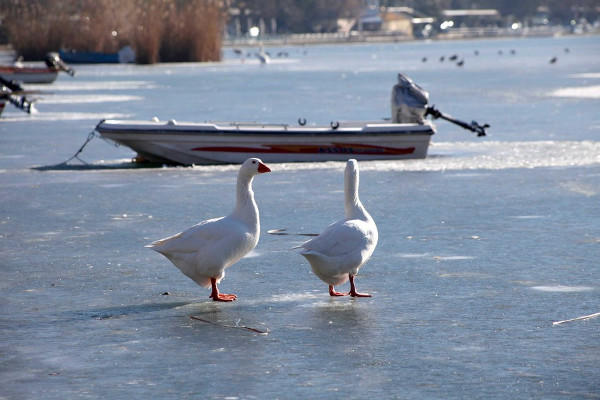 Πάπιες και κύκνοι έκαναν «πατινάζ» στην παγωμένη λίμνη της Καστοριάς (φωτογραφίες)
