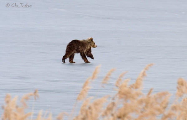 Καστοριά: Ένα αρκουδάκι έκανε βόλτες στην παγωμένη λίμνη [pics]
