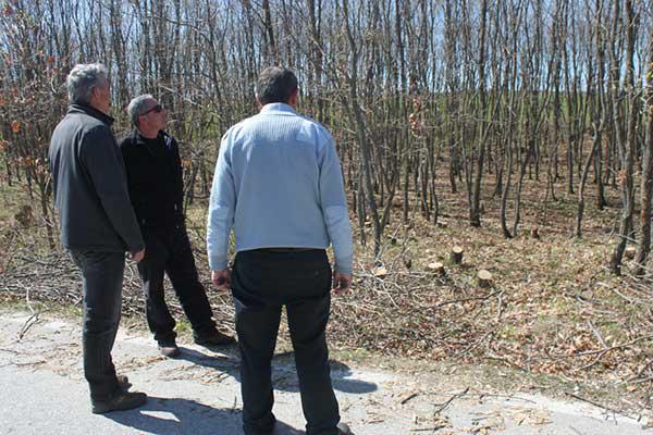 Ασυνείδητοι έκοψαν 40-50 δέντρα βελανιδιάς από δασύλλιο στο 2ο χλμ Μικροβάλτου – Λιβαδερού! (ΦΩΤΟ – ΒΙΝΤΕΟ)
