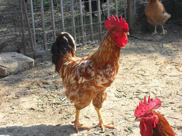 Σε 150 κοτόπουλα και γαλοπούλες στην Ακρινή το νέο κρούσμα της Γρίπη των Πτηνών
