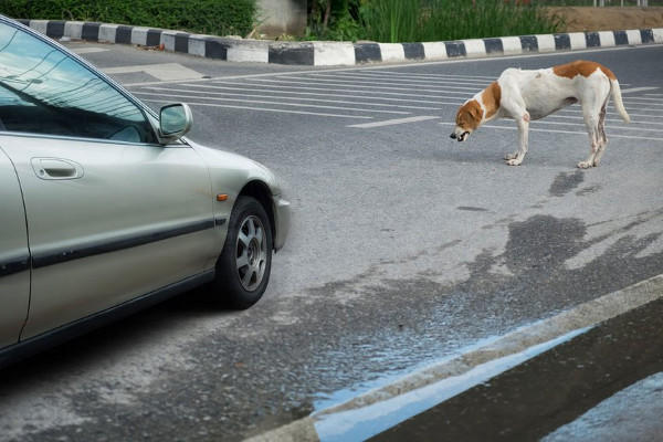 Δικαστικό..βέρτιγκο με τα τροχαία που προκαλούν αδέσποτα ζώα-Η περιπέτεια ενός οδηγού στην Εγνατία οδό Βέροια-Κοζάνη