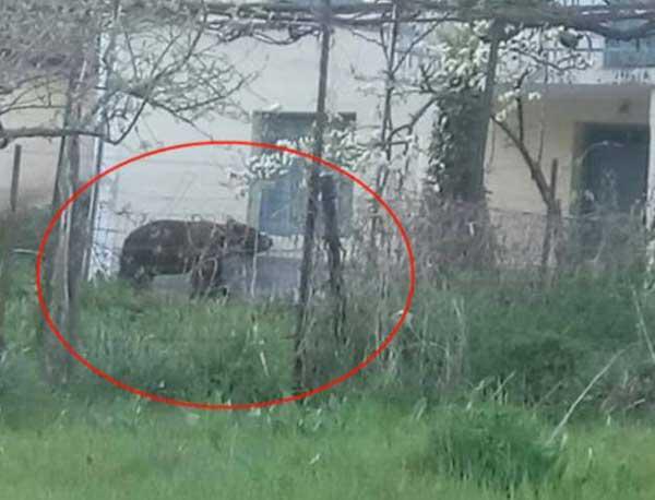 Αυτή είναι η αρκούδα που περιφέρεται έξω από πόλη της Δυτ. Μακεδονίας (Φώτο)