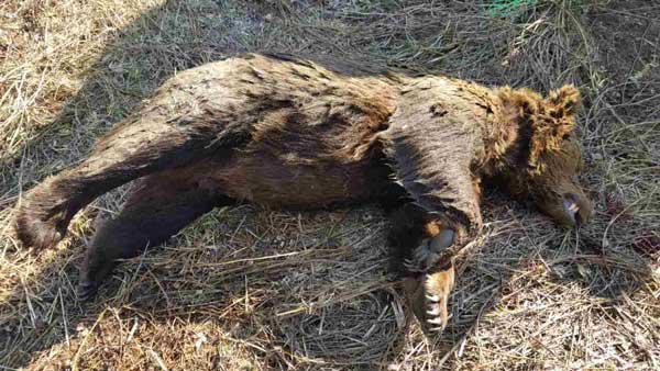Νεκρή αρκούδα στη Φλώρινα, πιθανότατα δηλητηριασμένη
