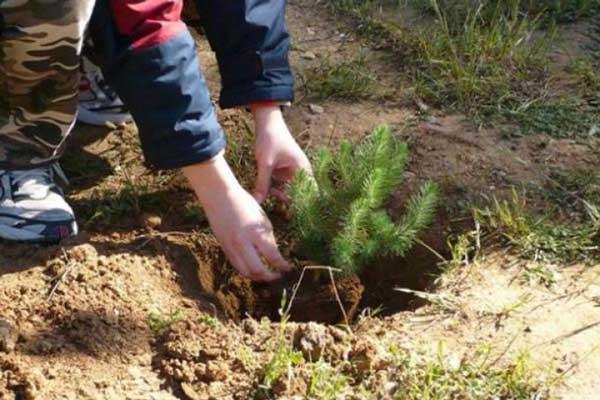 Δράση δενδροφύτευσης αύριο Τετάρτη στην Τοπική Κοινότητα Κλείτους
