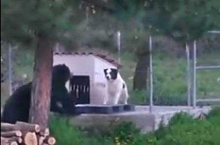 Σκύλος “παίζει” με αρκούδα στη Φλώρινα (βίντεο)
