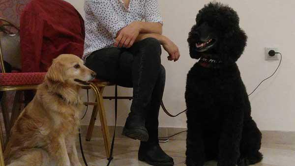 Ενημέρωση για όλα όσα πρέπει να ξέρουμε πριν αποκτήσουμε ένα κατοικίδιο από το «Αγγίζωο»