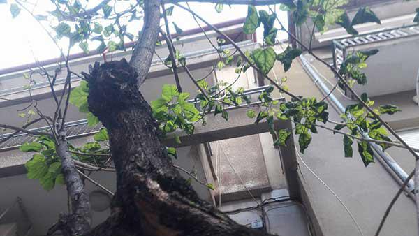 Σε πλήρη εγκατάλειψη τα δέντρα της οδού Δημοκρατίας