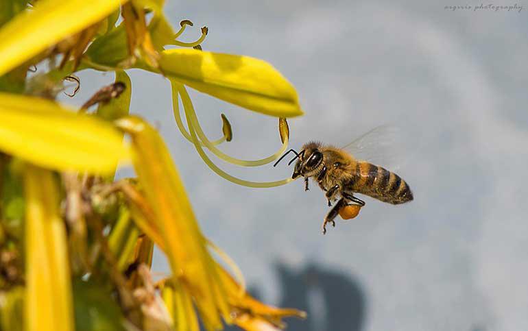 Κέντρο ΔΗΜΗΤΡΑ: τριήμερες ταχύρρυθμες εκπαιδεύσεις Μελισσοκόμων