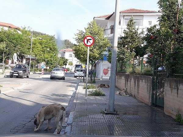 Ανακοίνωση του Δήμου Κοζάνης για τα κρούσματα δηλητηρίασης αδέσποτων ζώων