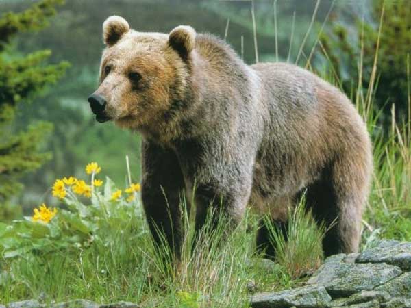 Καστοριά-Βόλτες της αρκούδας στις Εργατικές Κατοικίες!