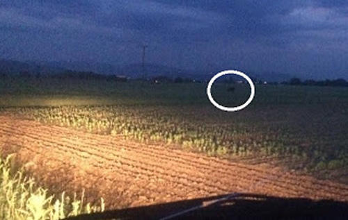 Αρκούδα έξω από την Αγία Κυριακή Καστοριάς σε πολύ μικρή απόσταση στα σπίτια