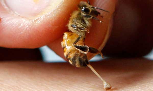 Ένας νεκρός και δύο άνδρες στο νοσοκομείο Γρεβενών από τσιμπήματα μελισσών