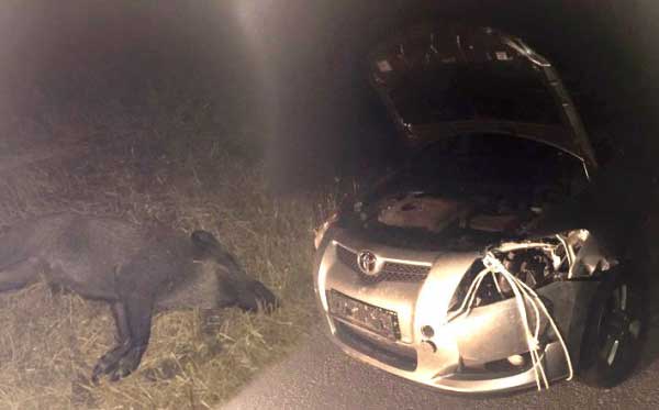 Και νέο ατύχημα από αγριόχοιρο σε περιοχή των Γρεβενών