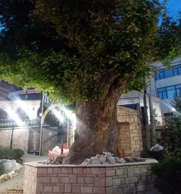 Ο γεροπλάτανος των Αγίων Αναργύρων Κοζάνης ντύθηκε με πέτρα