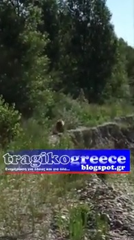Καστοριά: Αρκούδα στην περιοχή Μπέλιτσα στη Μεσοποταμία (βίντεο)