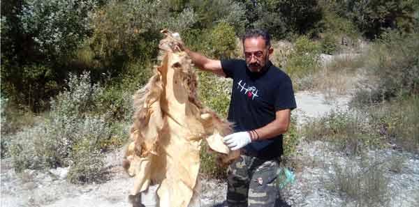 Η Ομάδα Άμεσης Επέμβασης του ΑΡΚΤΟΥΡΟΥ βρήκε κατεργασμένο δέρμα αρκούδας