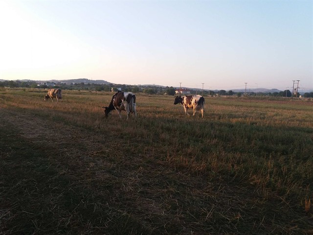 Φωτογραφία της ημέρας: Οι αγελάδες στον Κρόκο