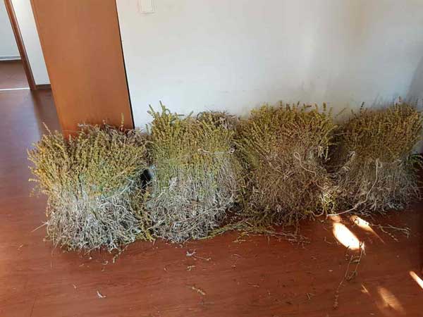 Σύλληψη 52χρονης από την Αλβανία – Είχε συλλέξει παράνομα 43 κιλά τσάι βουνού από τον Εθνικό Δρυμό της Φλώρινας