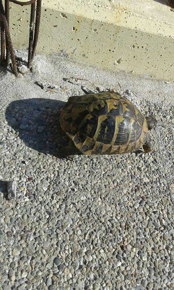 Η φωτογραφία της ημέρας: Μια χελώνα κόβει βόλτες στο ΑΤΜ της νομαρχίας Κοζάνης