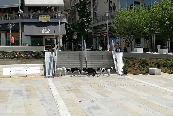 Συνάντηση αντιδημαρχίας Περιβάλλοντος και ΑΓΓΙΖΩΟ για τα αδέσποτα