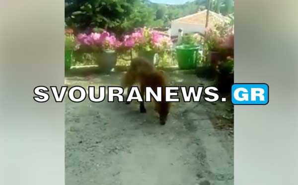 Καστοριά – Αλεπουδίτσα βρήκε καταφύγιο σε αυλή σπιτιού στο Κεφαλάρι (Βίντεο)