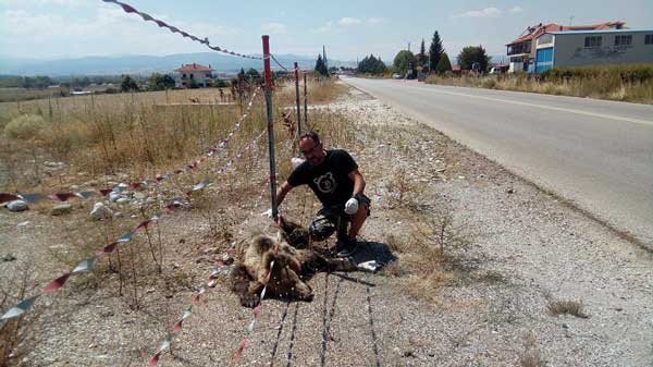 Νεκρό αρκουδάκι εντοπίστηκε στη θέση «Κλειδί» Αμυνταίου