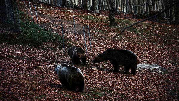 ΑΡΚΤΟΥΡΟΣ: Παράσιτο που προσβάλλει, κυρίως, σκύλους, εντοπίστηκε σε αρκούδα