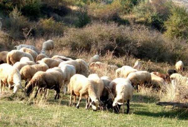 Εκδόθηκαν οι καταστάσεις των δικαιούχων της δράσης 3.1 «Διατήρηση απειλούμενων αυτοχθόνων φύλων αγροτικών ζώων»