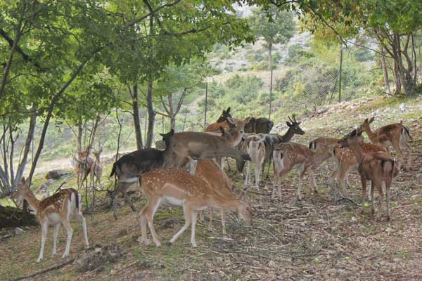 Αυξήθηκε ο αριθμός των ελαφιών στον Άγιο Δημήτριο Κοζάνης – Ενέργειες για την αξιοποίηση του πάρκου του Αγίου Παντελεήμονα